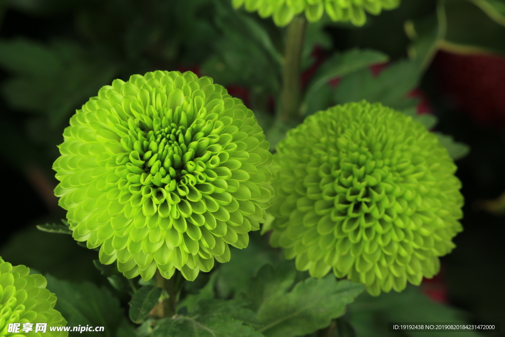 菊花