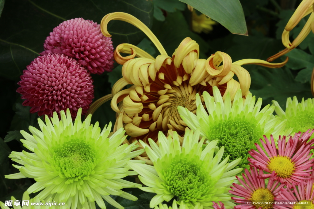 菊花