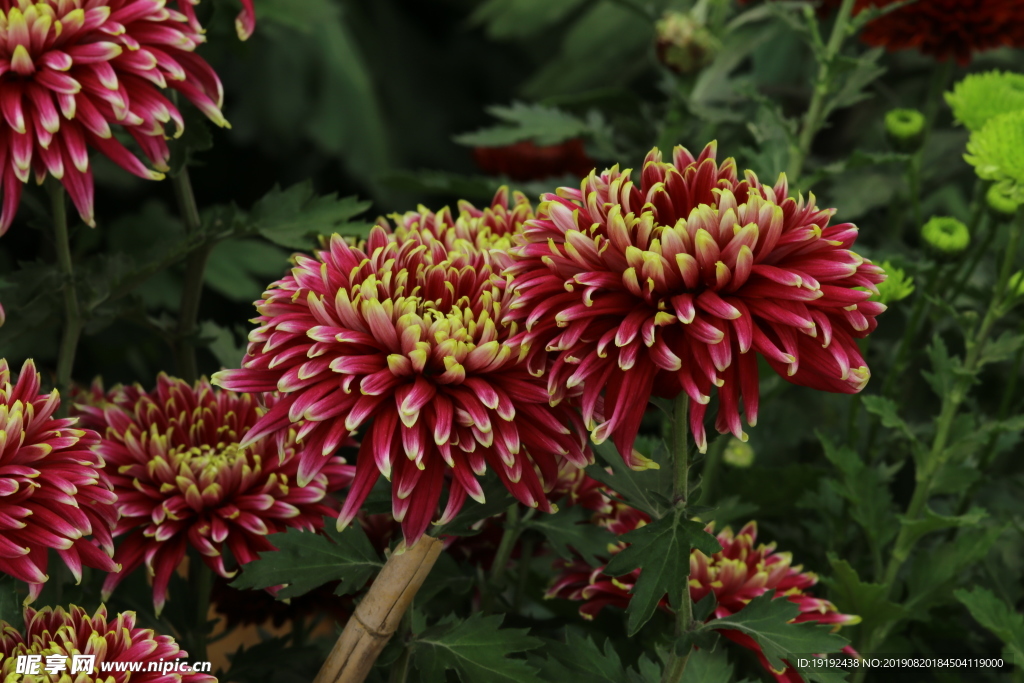 菊花