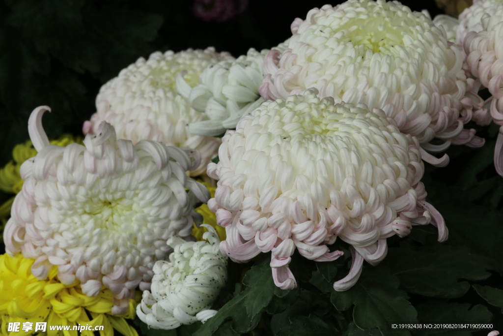 菊花