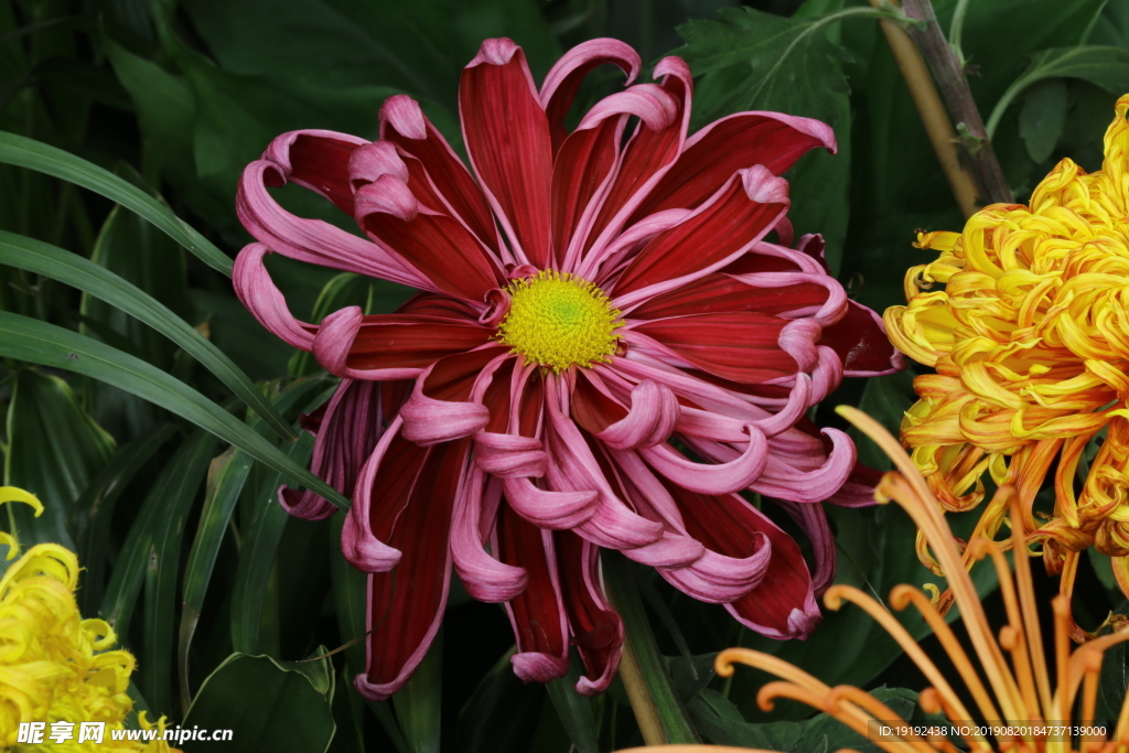 菊花