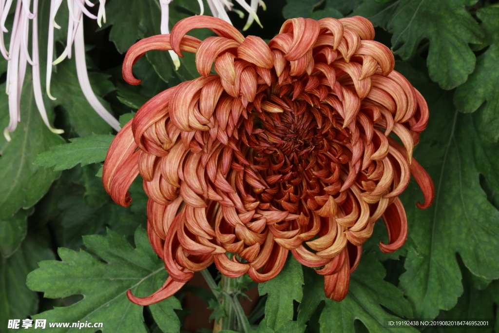 菊花