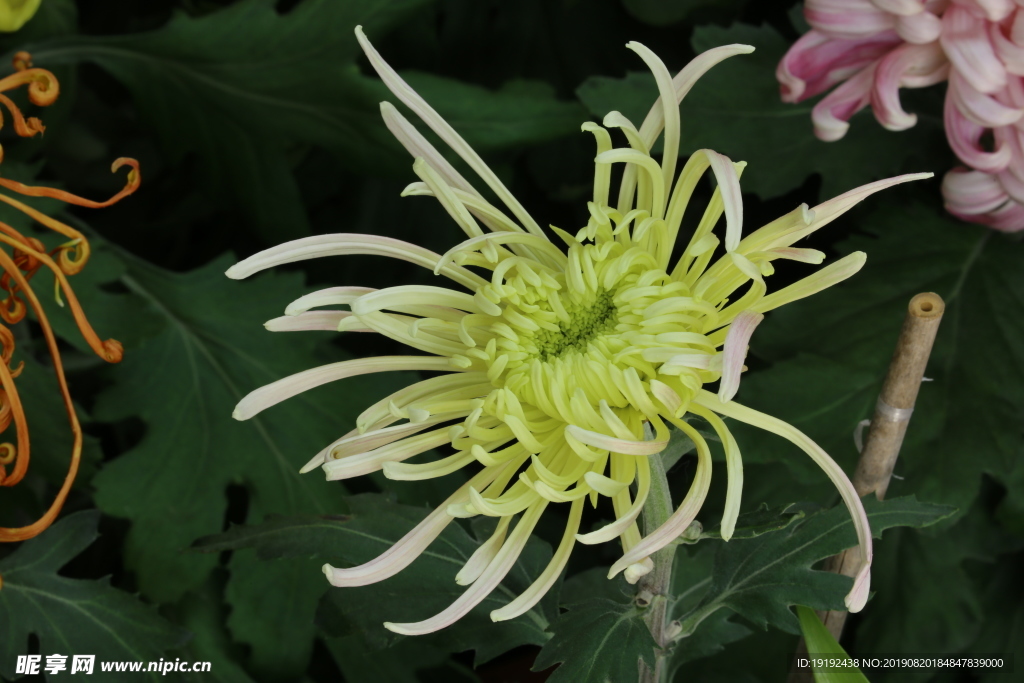 菊花