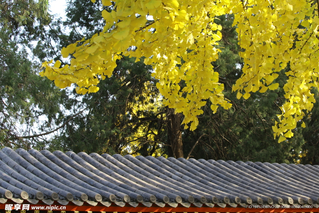 中山公园秋韵