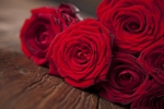 玫瑰花图片