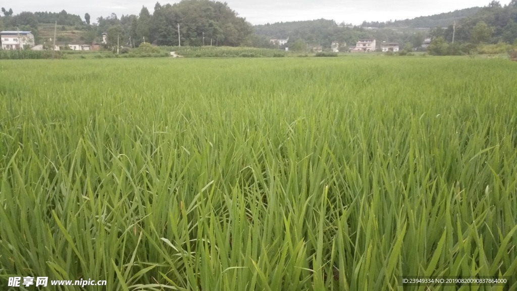 稻田