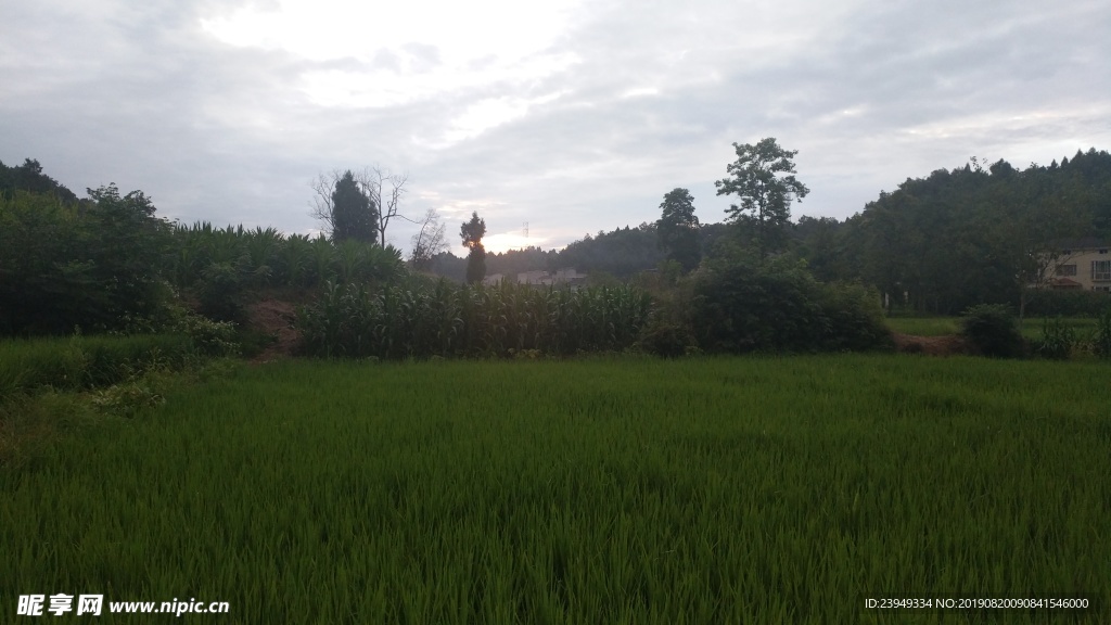 稻田