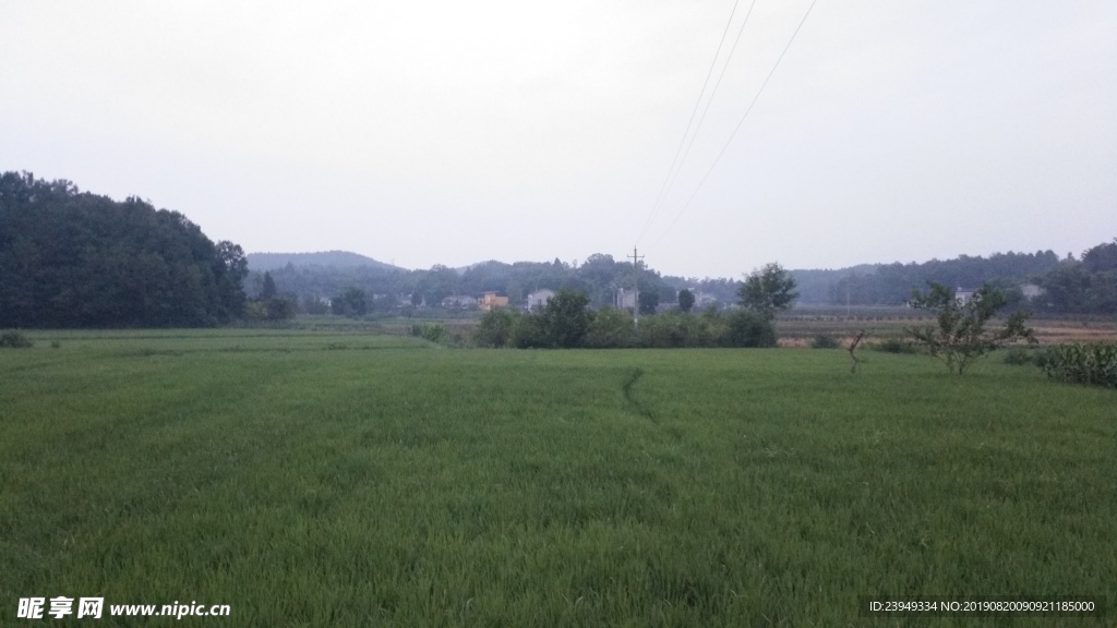 稻田