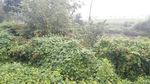 野生植物