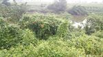 野生植物