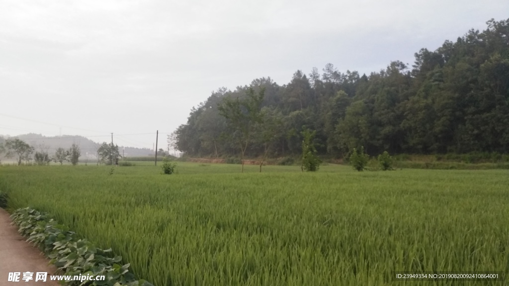 稻田