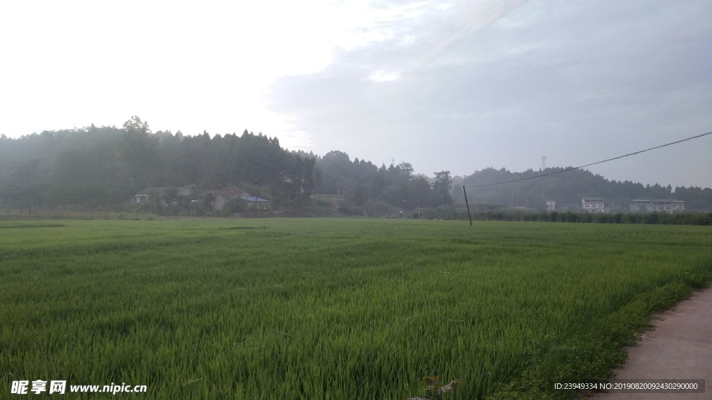 稻田