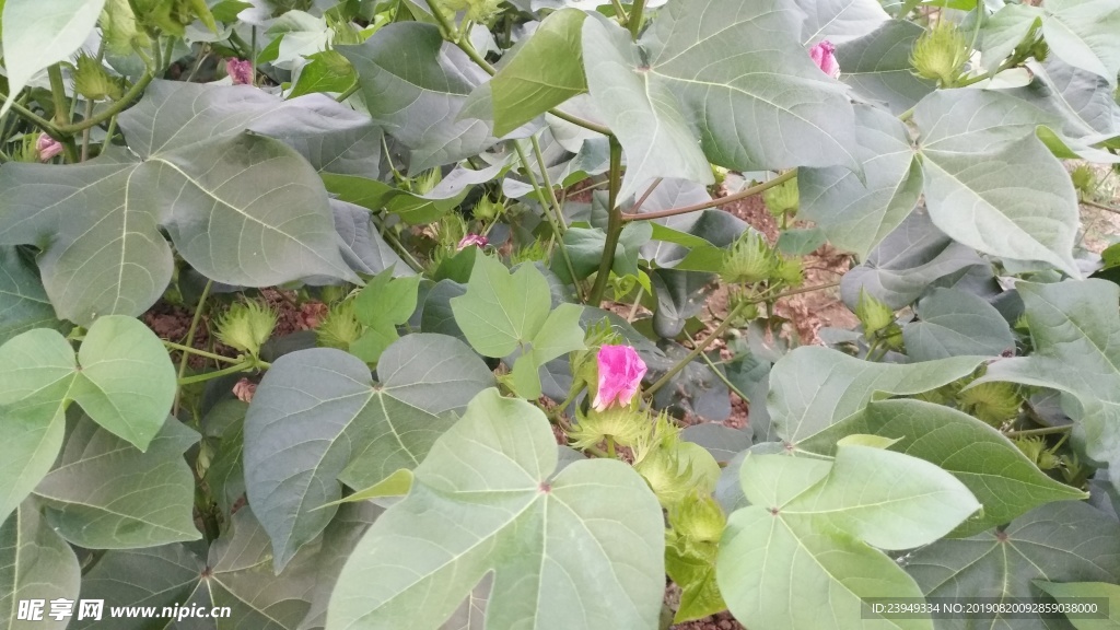 棉花
