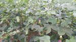 棉花