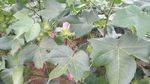 棉花
