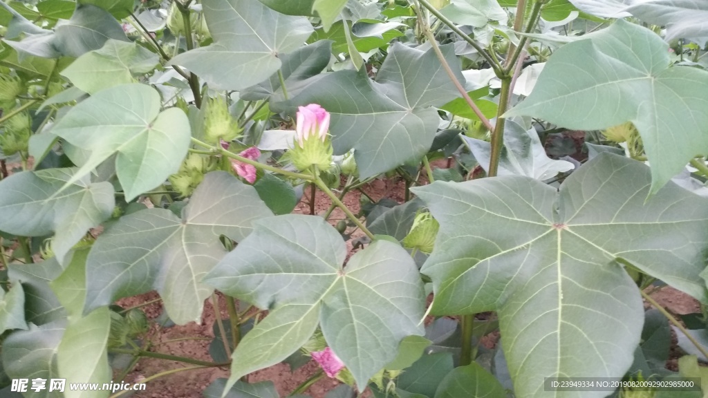 棉花