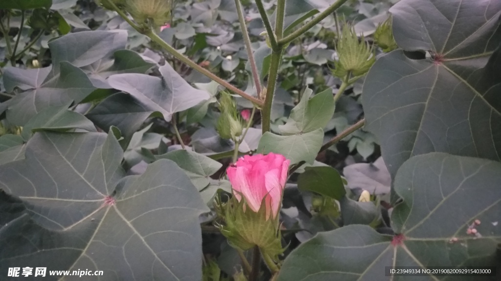棉花