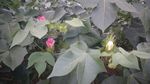 棉花