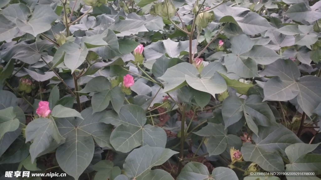 棉花