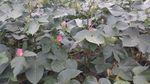 棉花
