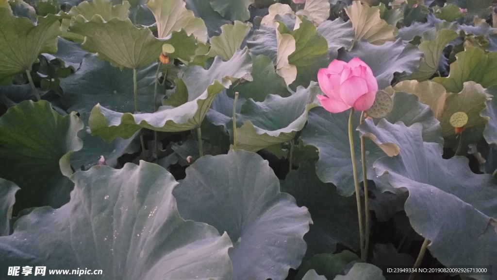 荷花