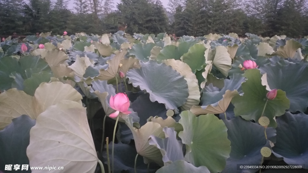 荷花