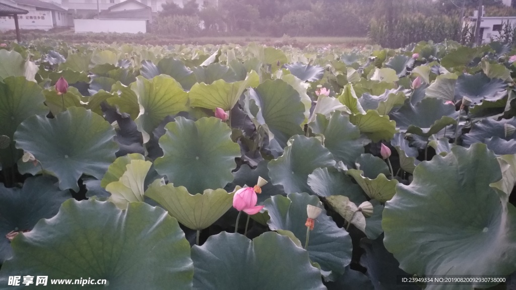荷花