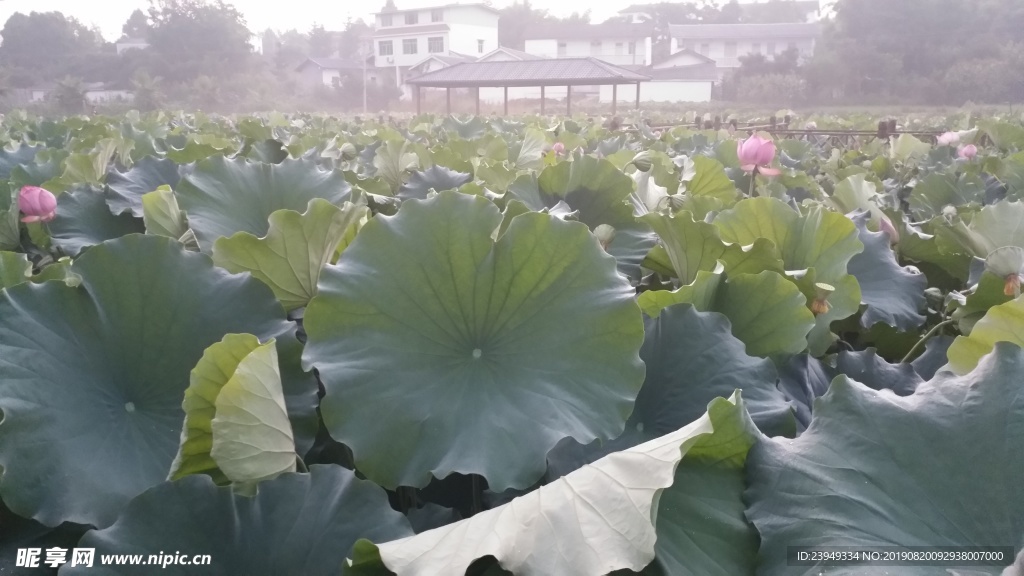 荷花