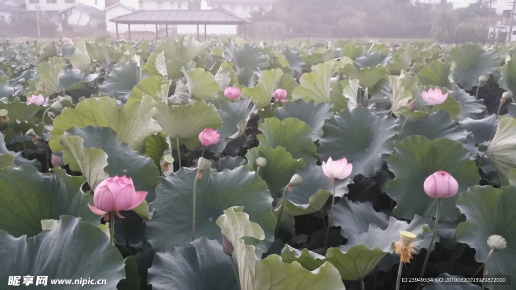 荷花