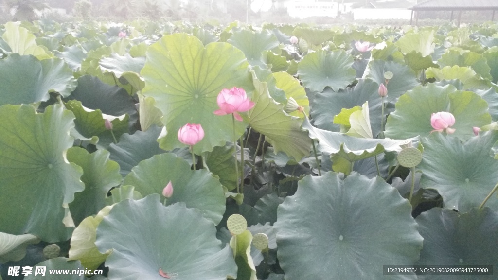 荷花