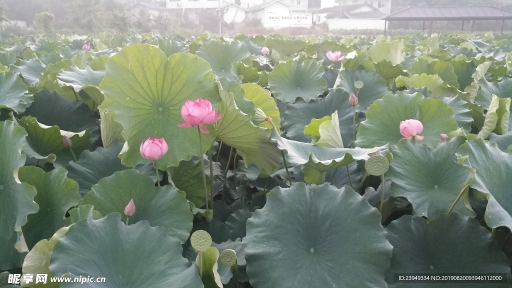 荷花