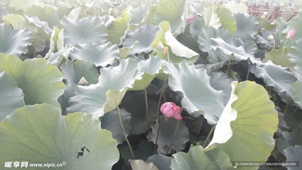 荷花