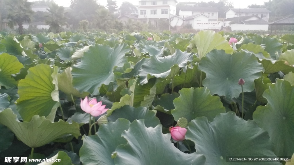 荷花