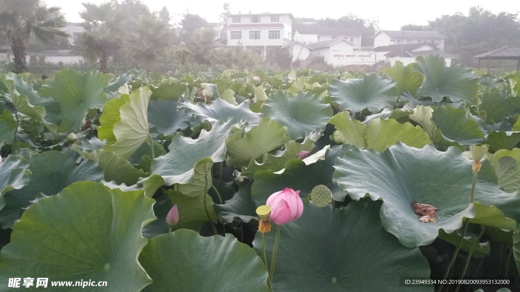 荷花