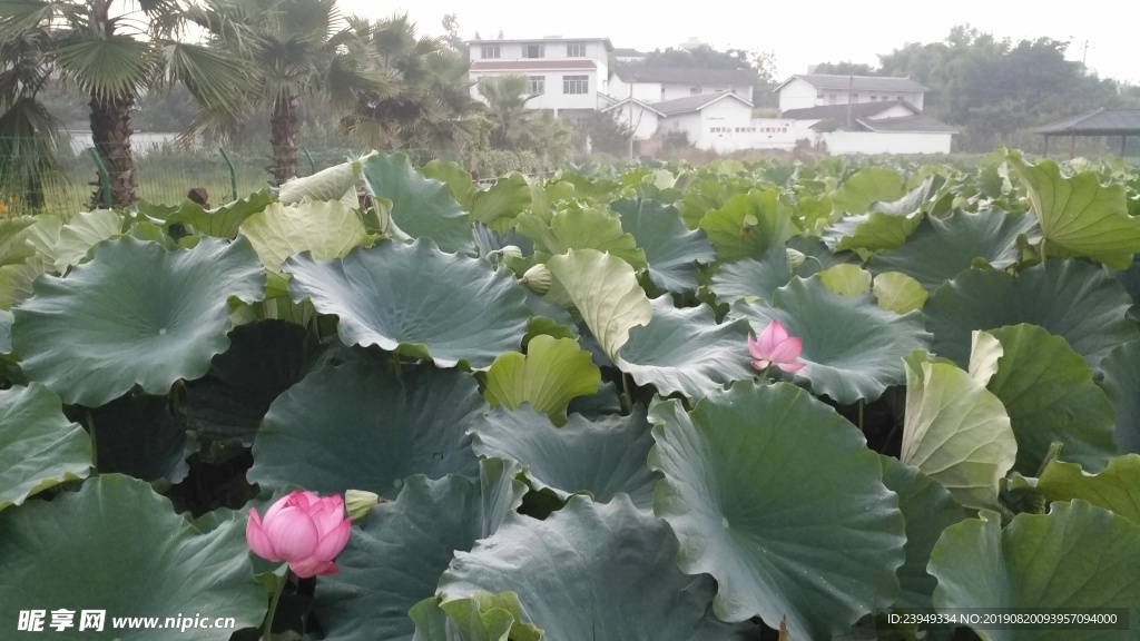 荷花