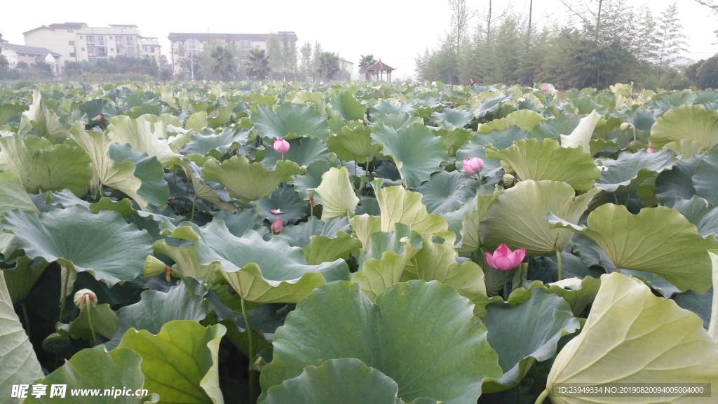 荷花