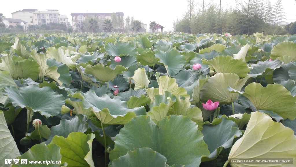 荷花