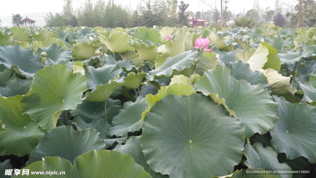 荷花