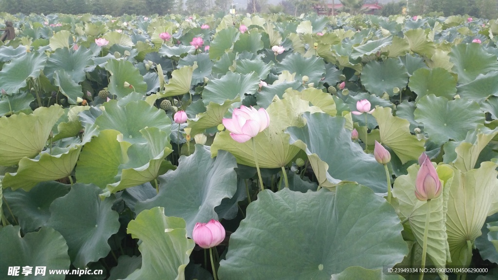 荷花