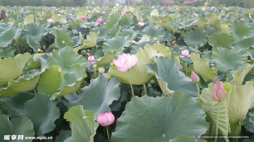 荷花