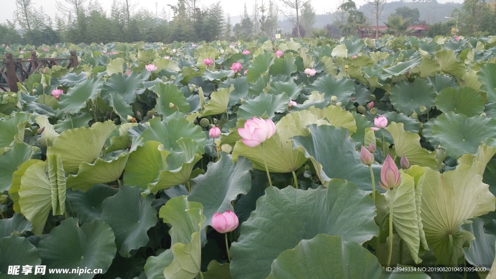 荷花