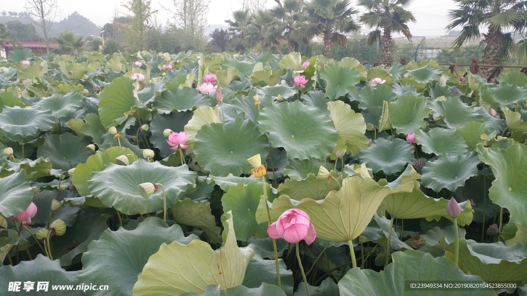 荷花