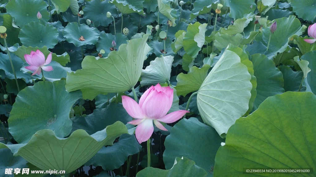 荷花