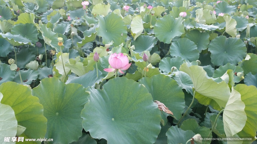 荷花