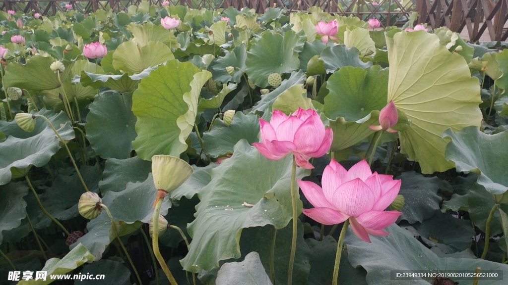 荷花
