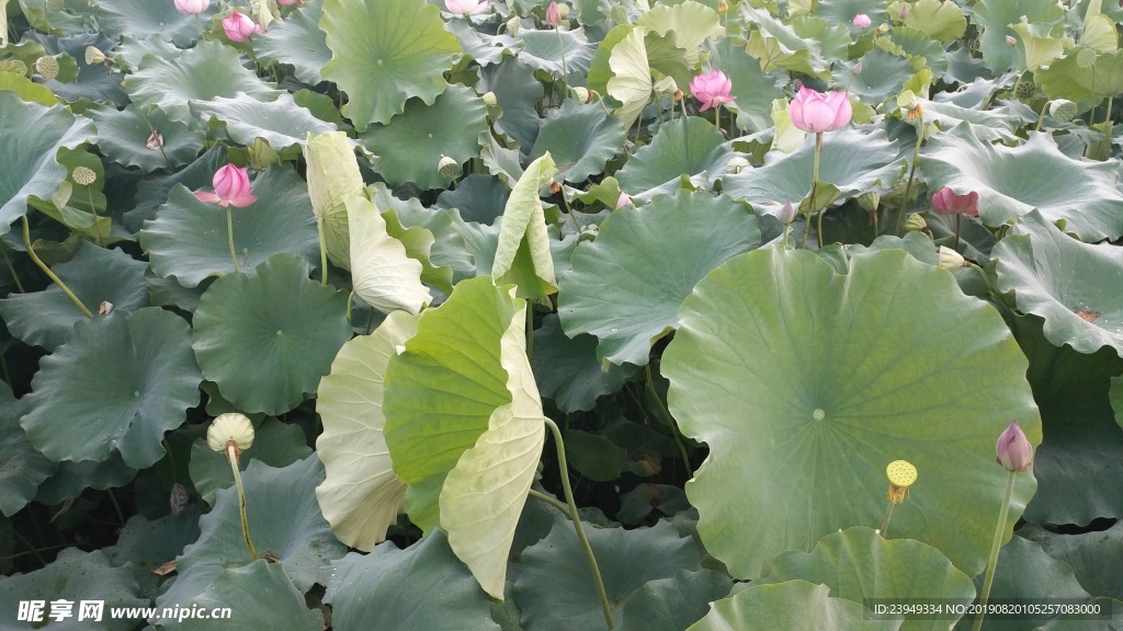 荷花