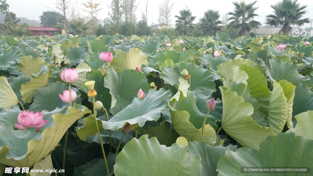 荷花