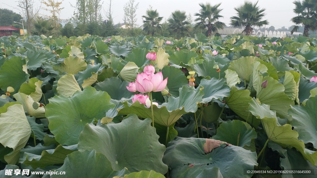 荷花