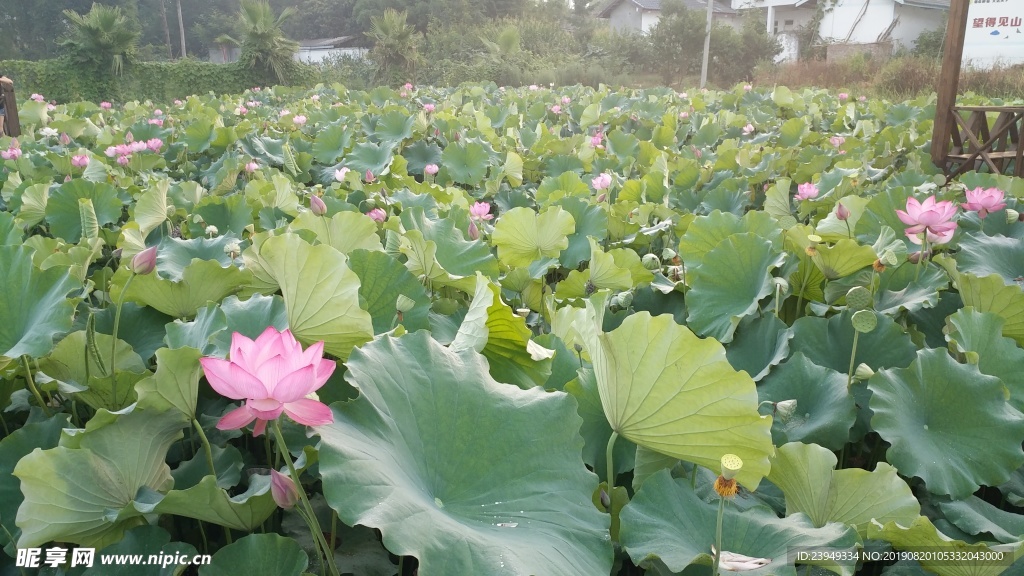 荷花