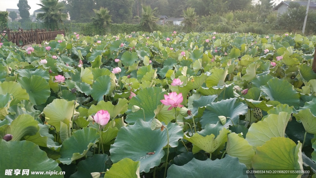 荷花